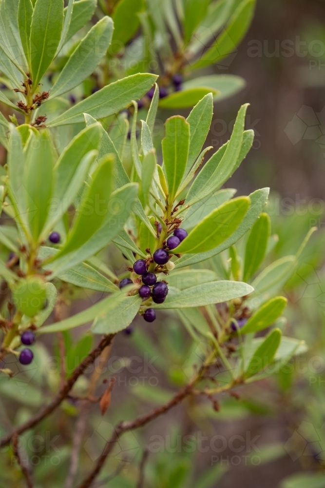 Beard heath with purple berries - Australian Stock Image