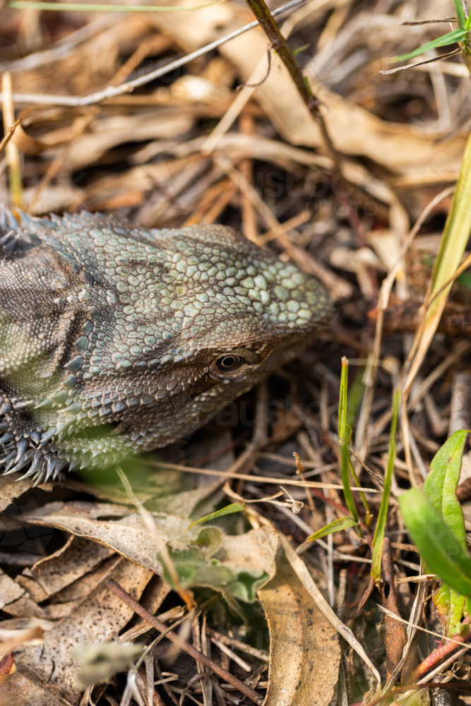 Image of Bearded dragon lizard Australian reptile on ground in bushland ...