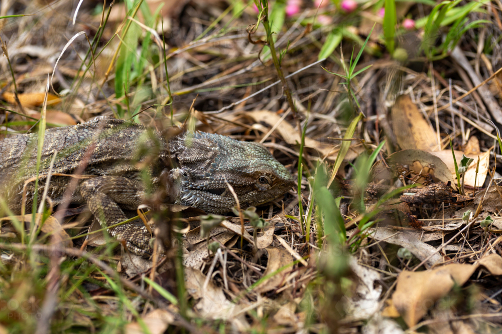 Bearded dragon lizard Australian reptile on ground in bushland amongst leaf litter - Australian Stock Image