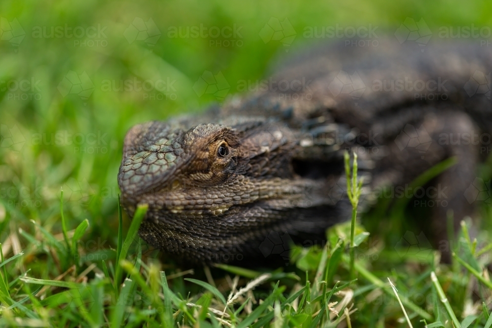 Bearded dragon lizard close up - Australian Stock Image