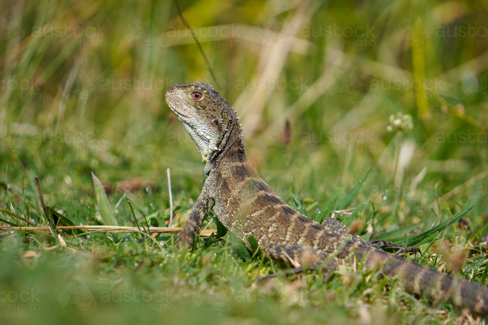 Bearded Dragon lizard in grass - Australian Stock Image