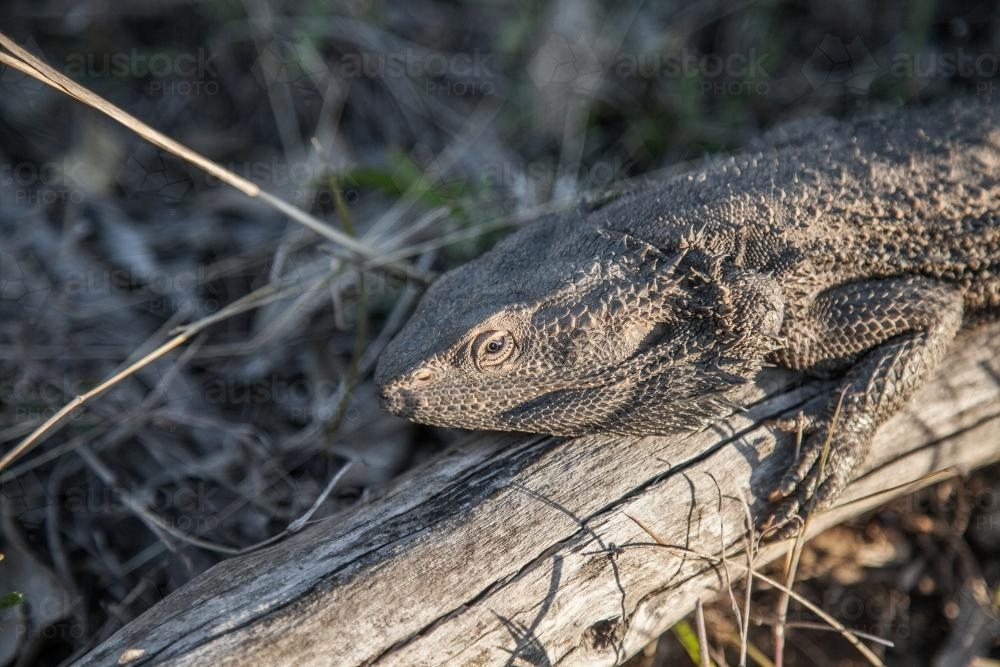 Bearded dragon lizard sitting on a log in the afternoon sunlight - Australian Stock Image