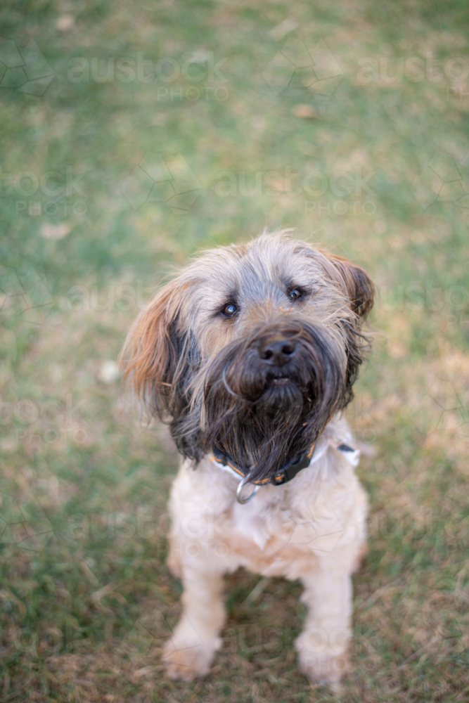 bearded terrier dog with long face hair, body hair has been clipped short for summer - Australian Stock Image