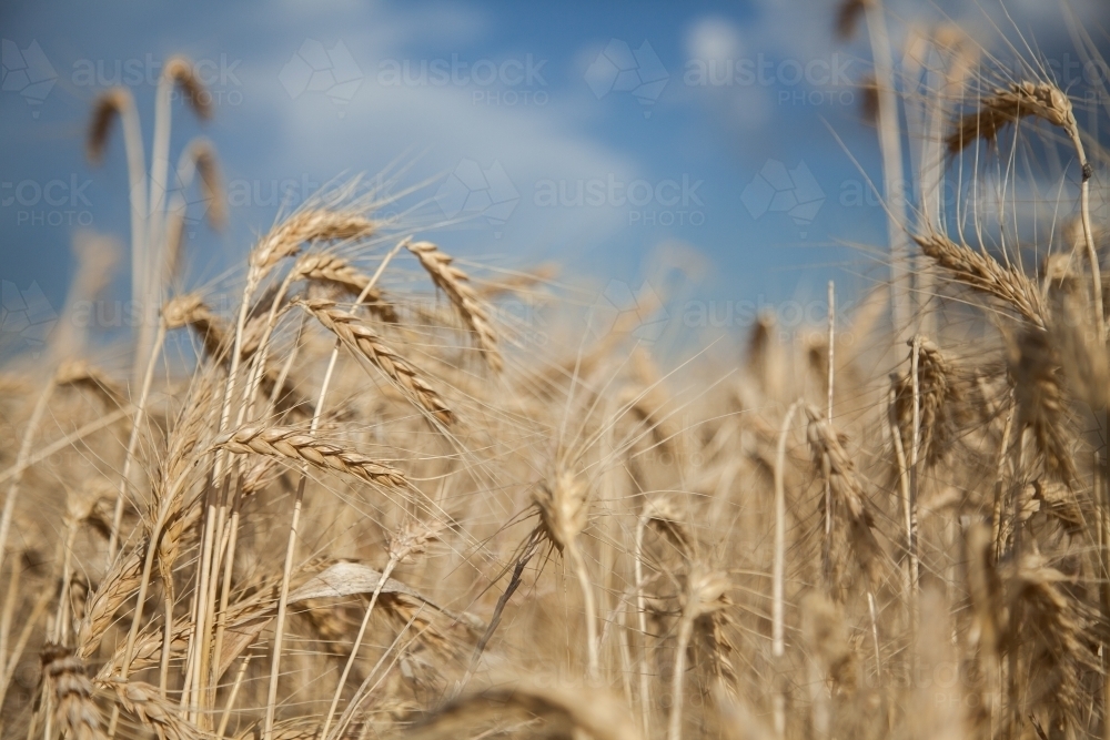 Bearded wheat seed heads bending, ready for the harvest - Australian Stock Image