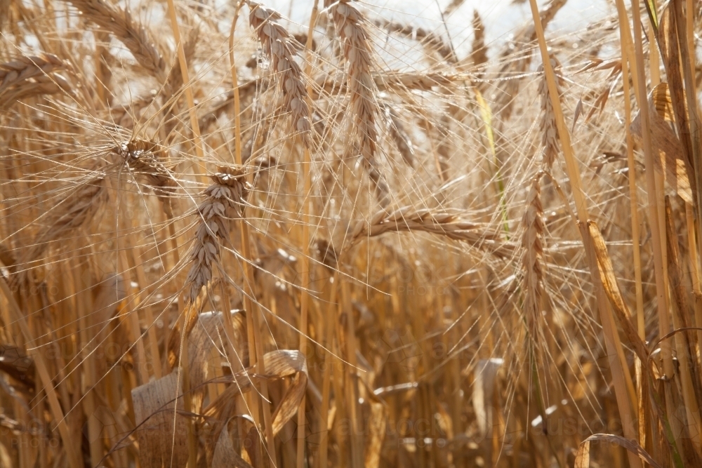 Bearded wheat seed heads ready for harvest in spring - Australian Stock Image