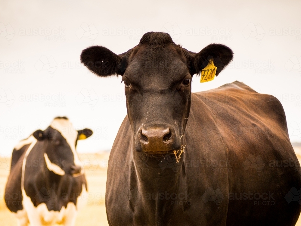 Beautiful black cow with a grass in its mouth - Australian Stock Image