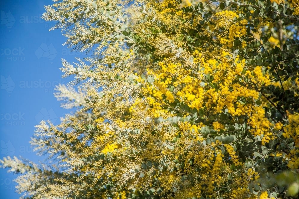 Beautiful blossoms of golden wattle against blue sky - Australian Stock Image