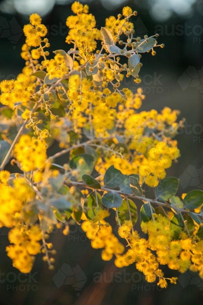 Beautiful blossoms of golden wattle in the afternoon sunlight - Australian Stock Image