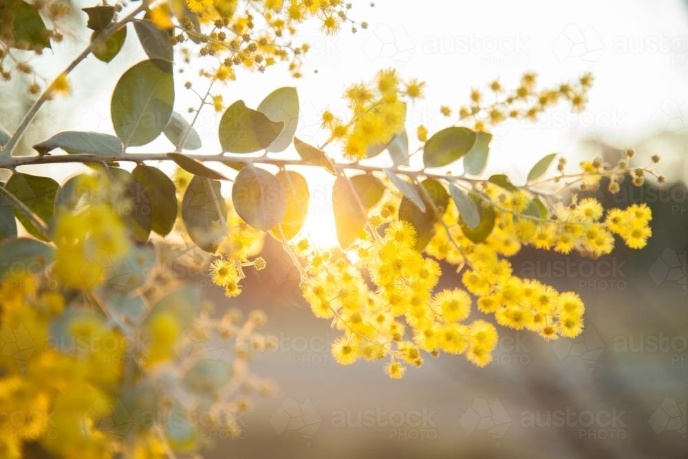 Beautiful blossoms of golden wattle in the afternoon sunlight - Australian Stock Image