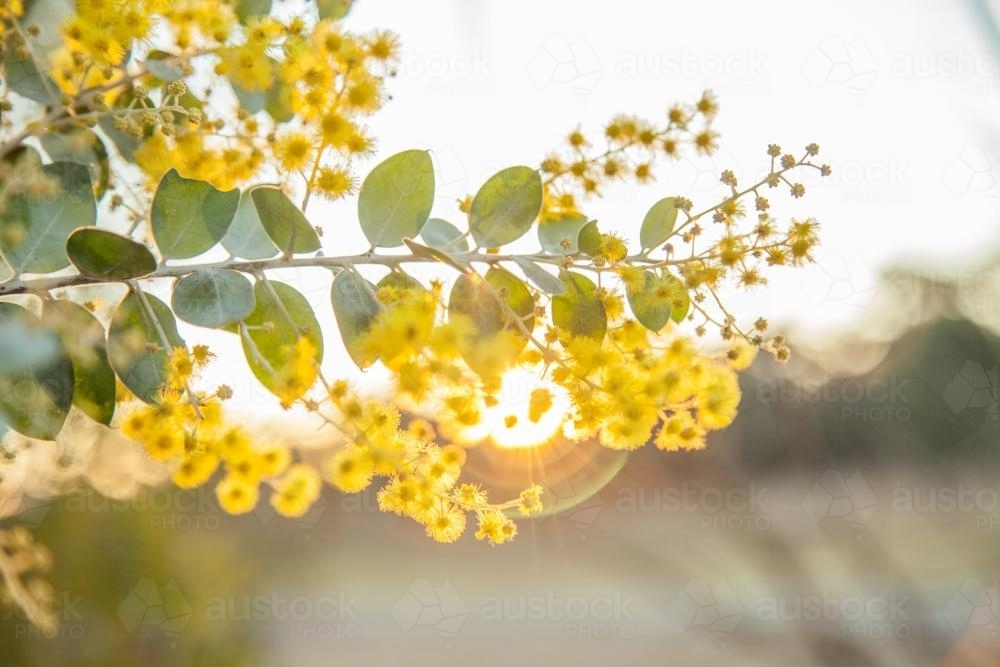 Beautiful blossoms of golden wattle in the afternoon sunlight - Australian Stock Image