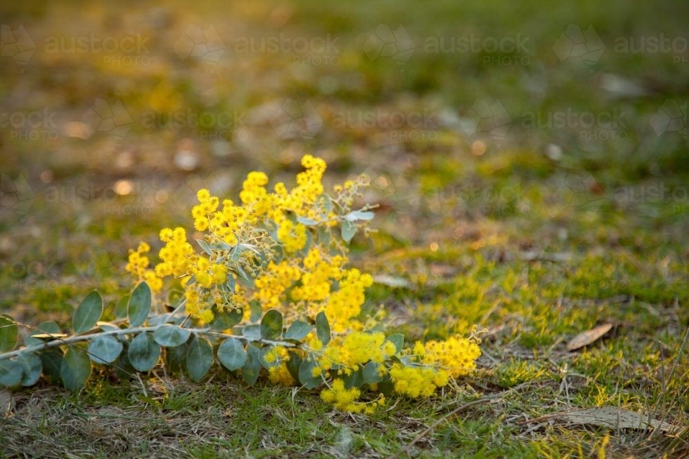Beautiful blossoms of golden wattle in the afternoon sunlight - Australian Stock Image