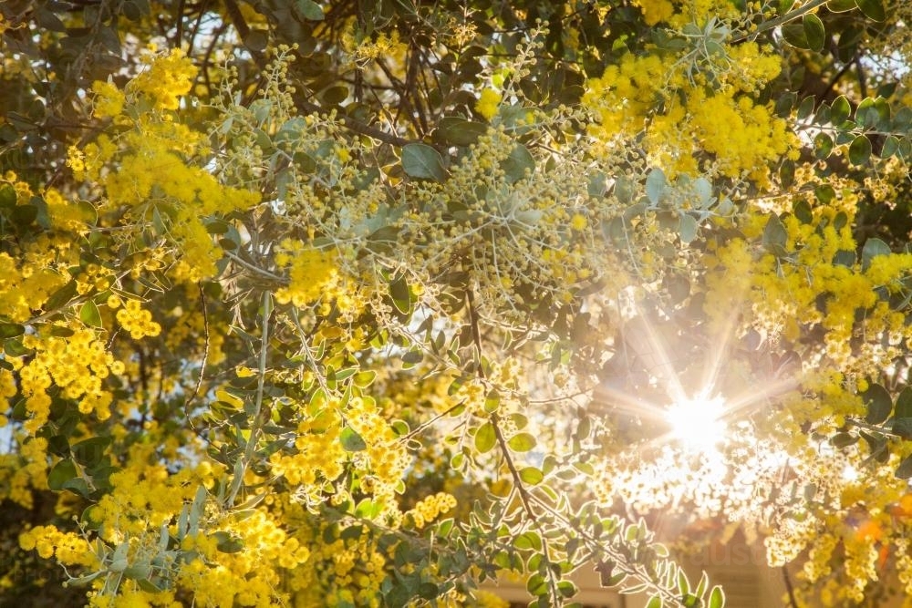 Beautiful blossoms of golden wattle in the afternoon sunlight - Australian Stock Image