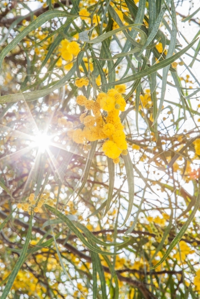 Beautiful blossoms of golden wattle with silver sun flare shining through - Australian Stock Image