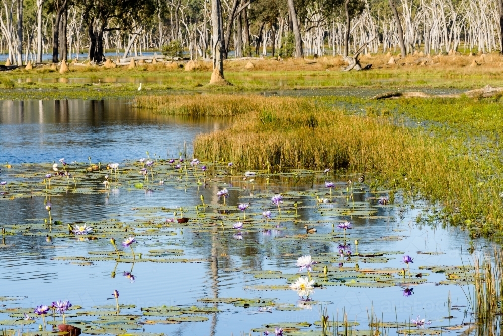 Beautiful blue lake with waterlillies, reeds and trees at waters edge - Australian Stock Image