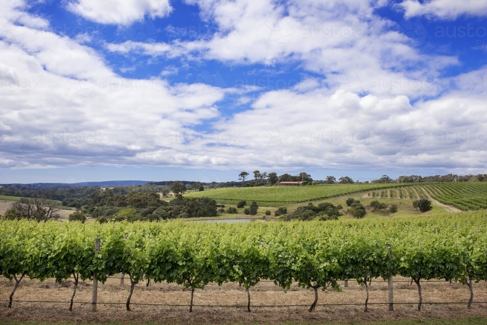 Beautiful blue skies overlooking Margaret River vineyard - Australian Stock Image