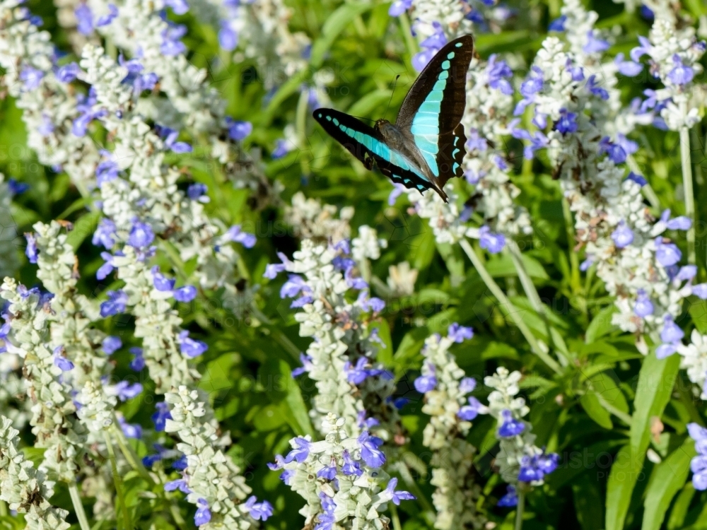 Beautiful Blue Triangle Butterfly flying amongst blue flowers and green leaves - Australian Stock Image