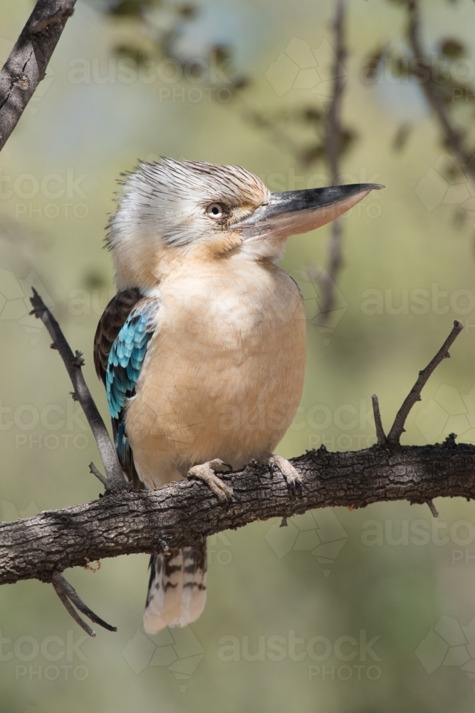 Beautiful Blue Winged Kookaburra perching on a branch with blur - Australian Stock Image