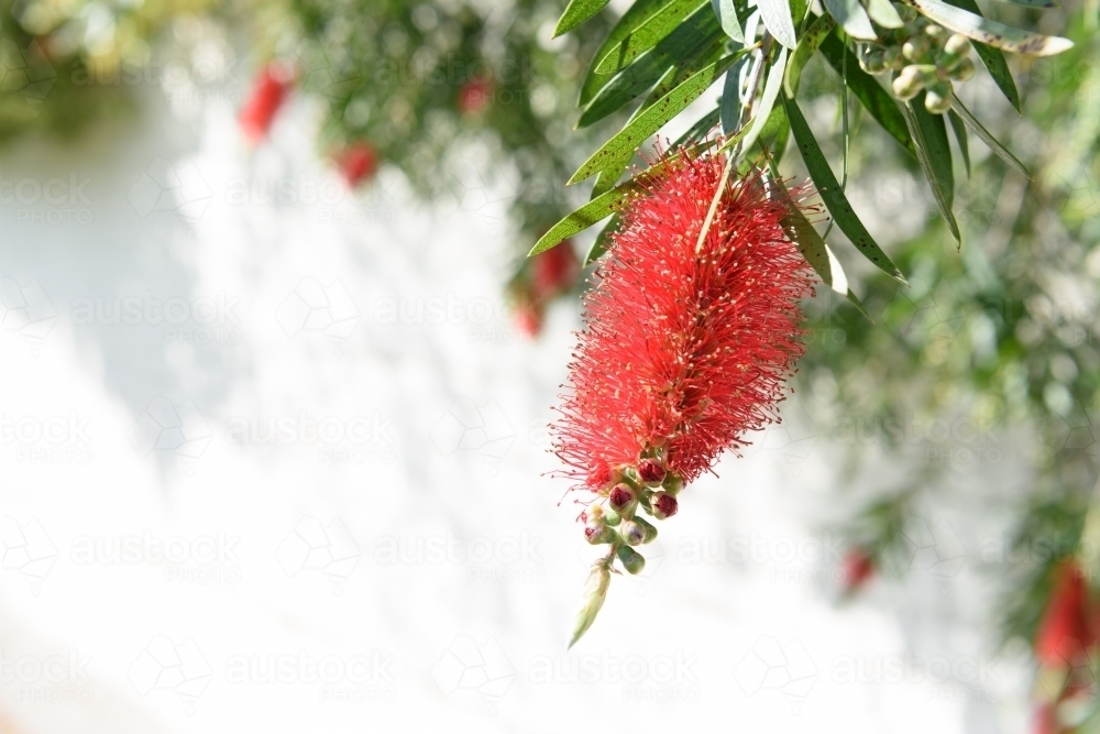 Beautiful bottlebrush flowers on blurred natural background - Australian Stock Image