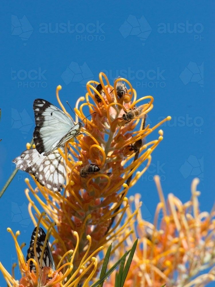 Beautiful caper butterflies and honey bees on golden yellow grevillea flowers with deep blue sky - Australian Stock Image