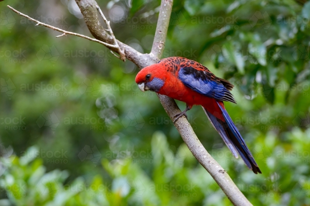 Beautiful Crimson Rosella sitting on a branch with blurred rainforest in background - Australian Stock Image