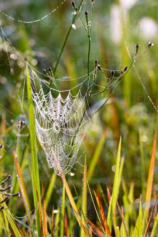 Beautiful dew covered spider's web sparkling in the early morning light - Australian Stock Image