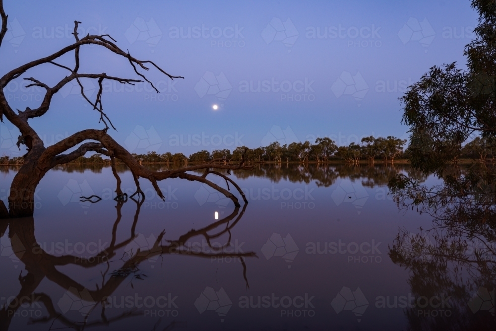 Beautiful early evening scene of a lagoon with moon and stark tree reflections. - Australian Stock Image