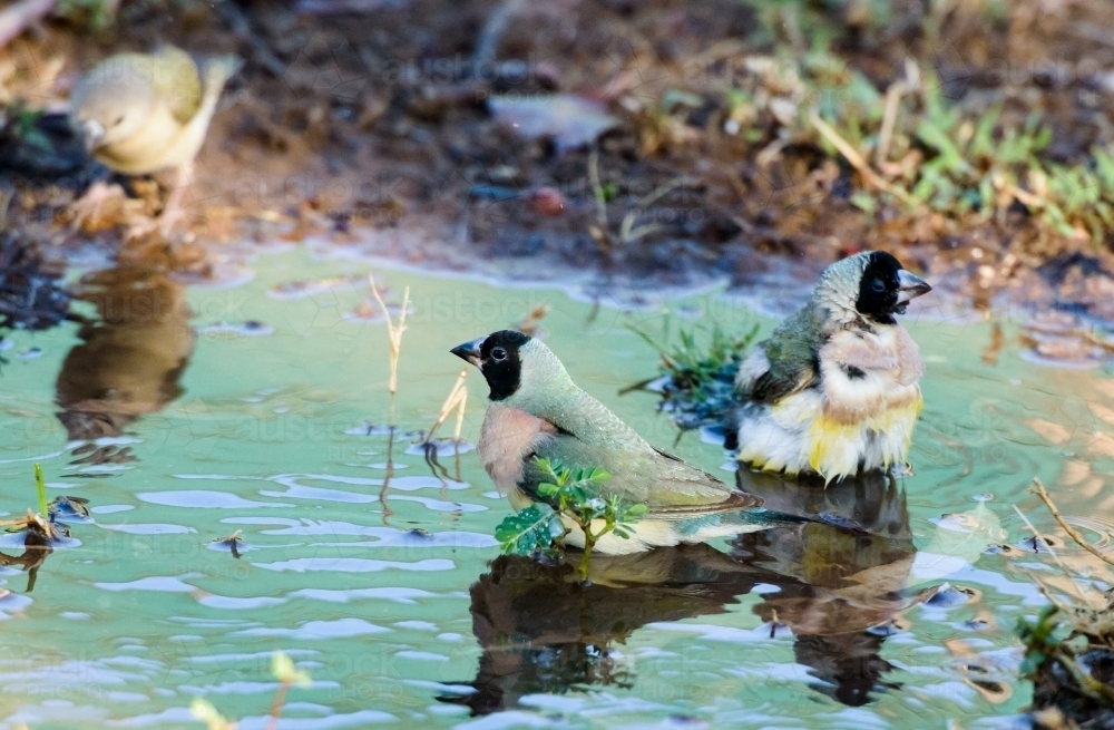 Beautiful female Gouldian Finches having a bath - Australian Stock Image