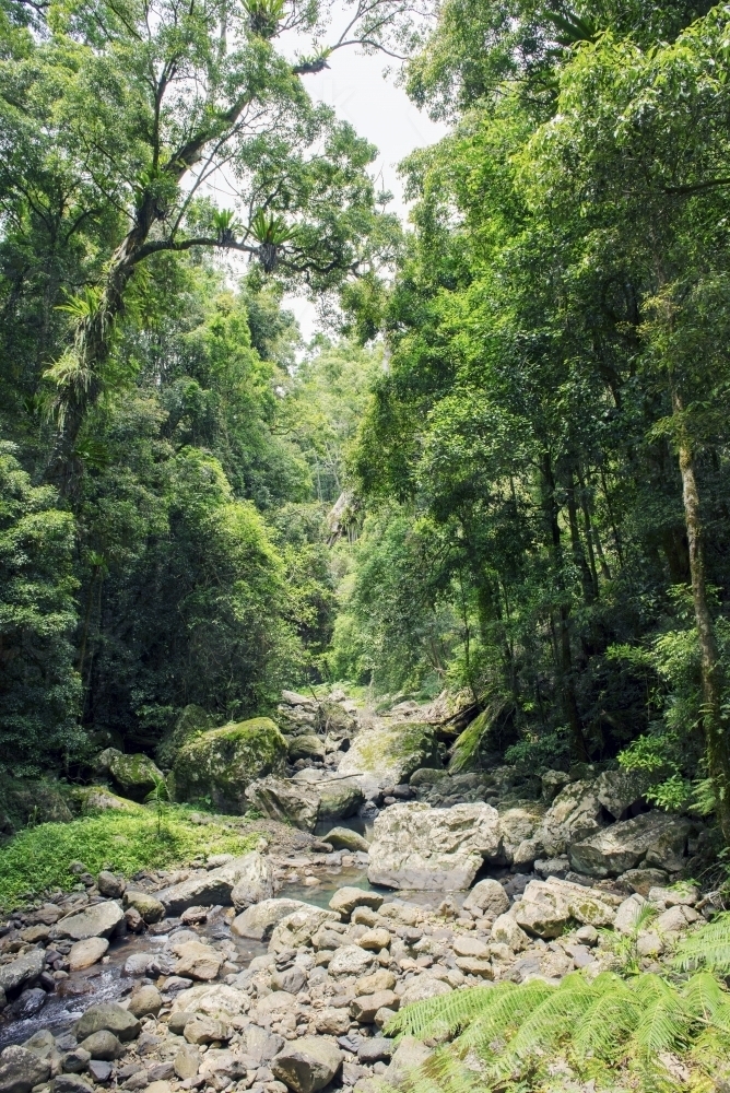beautiful fresh water creek in australian rainforest - Australian Stock Image