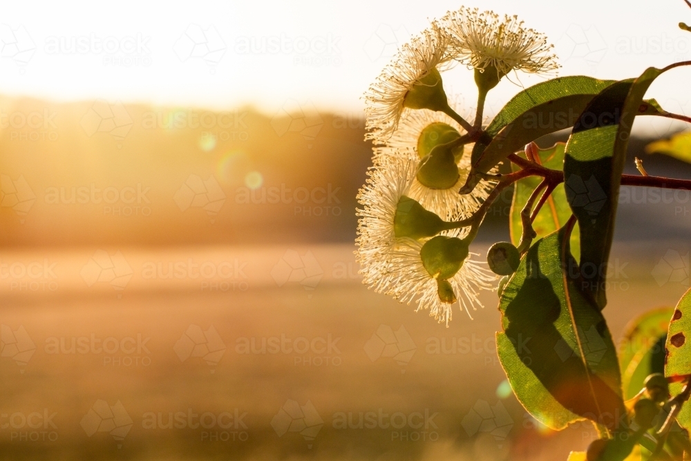 Beautiful golden light and eucalyptus flowers - Australian Stock Image