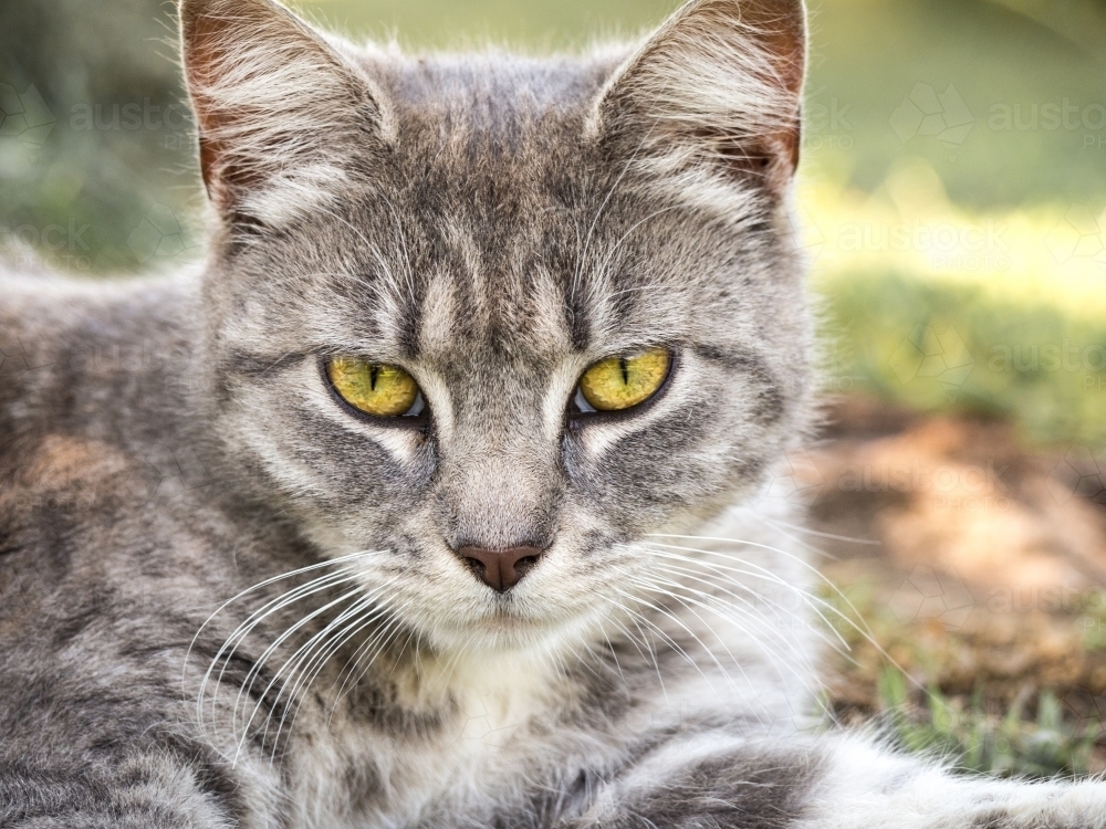 Beautiful green eyed tabby cat looking straight at viewer - Australian Stock Image