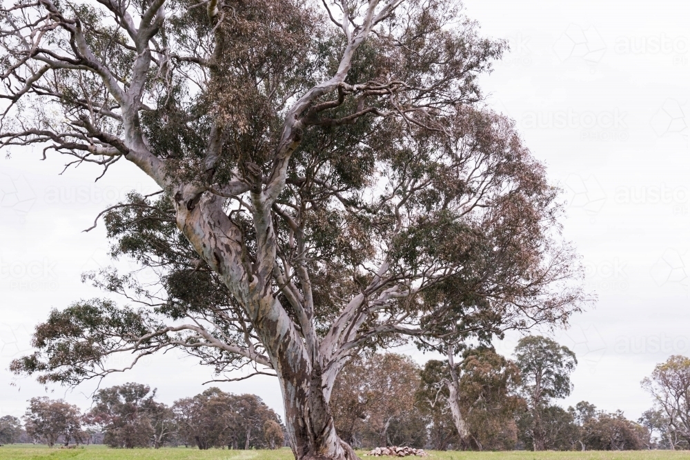 Iconic Australian gum tree landscape - Australian Stock Image