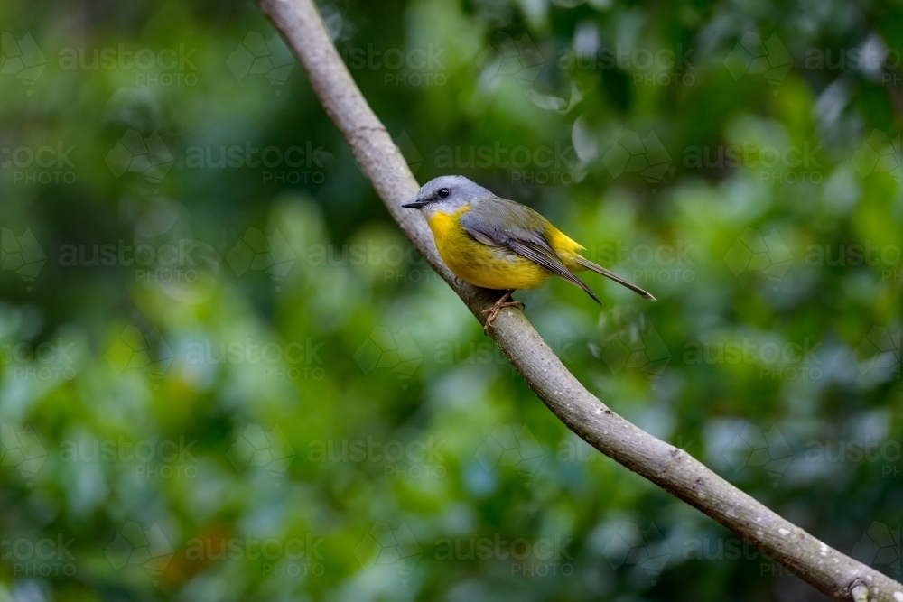 Beautiful little Eastern Yellow Robin perching on a branch with blurred green foliage in background - Australian Stock Image