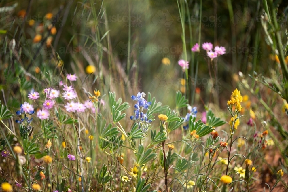 Beautiful mixed wildflowers in Western Australia - Australian Stock Image