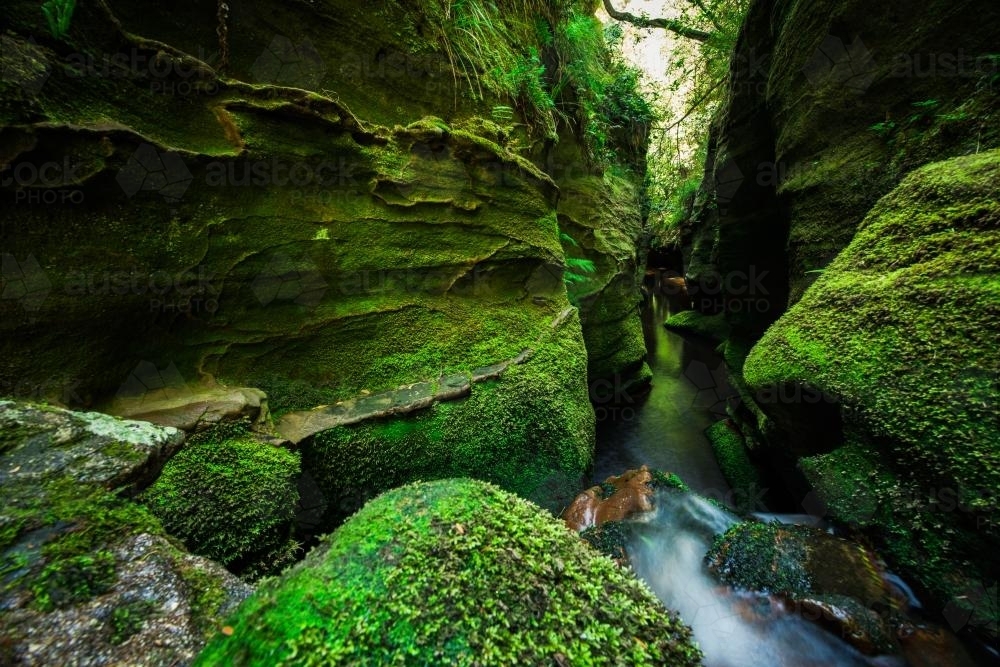Beautiful narrow green mossy canyon in Blue Mountains National Park - Australian Stock Image