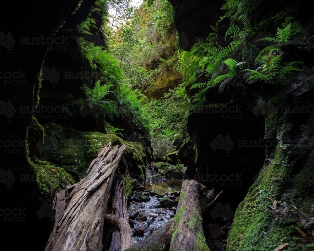 Beautiful narrow green mossy canyon in Blue Mountains National Park - Australian Stock Image