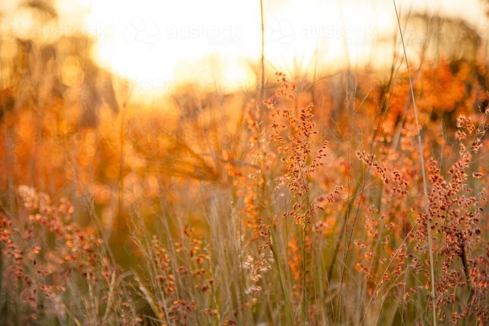Image of Beautiful orange grass seed heads in the afternoon light