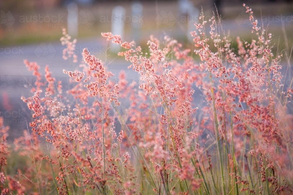 Image of Beautiful pink grass seed heads in the afternoon light