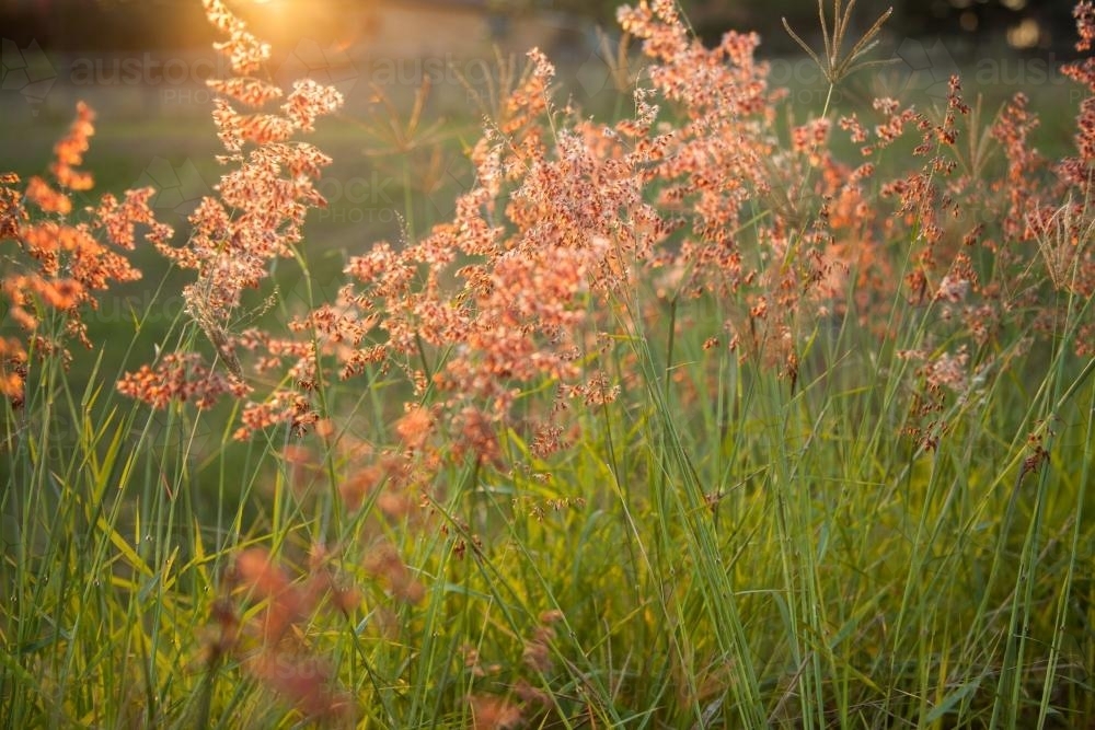 Beautiful pink grass seed heads in the afternoon light - Australian Stock Image