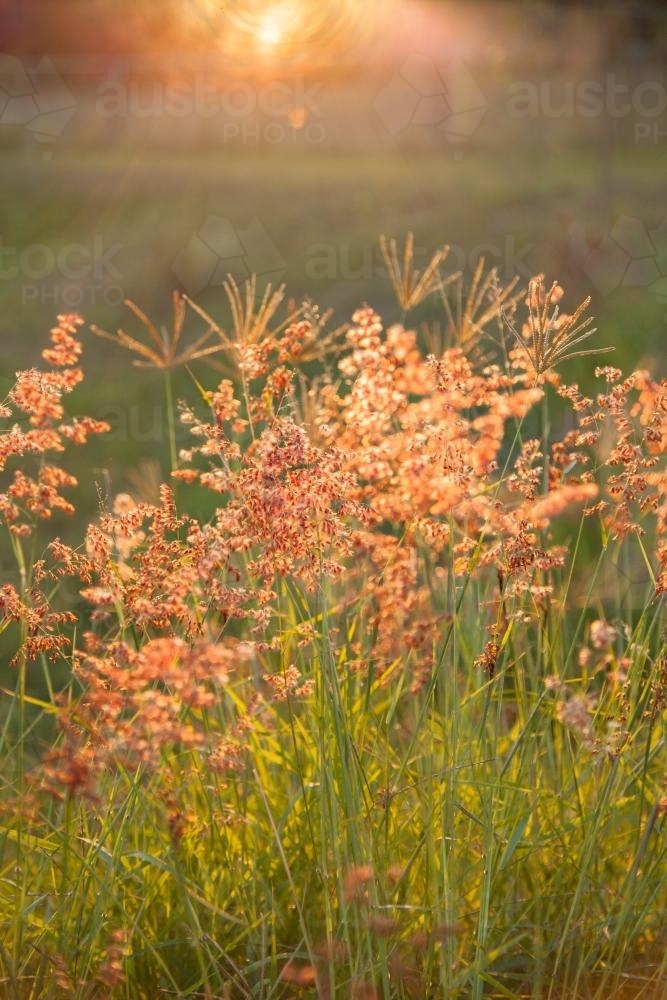 Beautiful pink grass seed heads in the afternoon light - Australian Stock Image