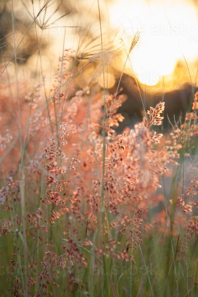 Beautiful pink grass seed heads in the afternoon light - Australian Stock Image