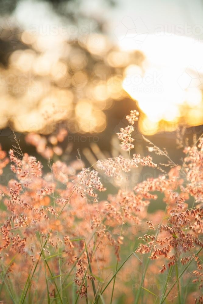 Beautiful pink grass seed heads in the afternoon light - Australian Stock Image