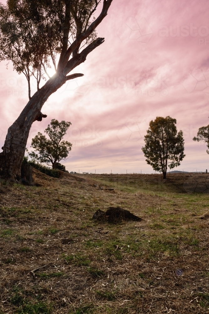 Beautiful pink sky as the sun sets on a rural property - Australian Stock Image