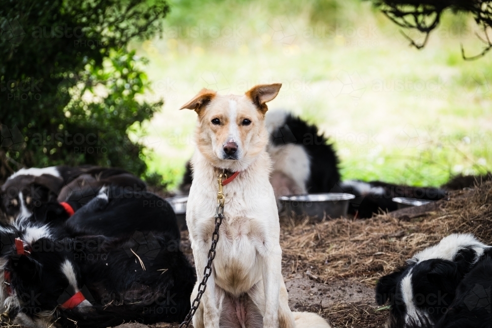 Beautiful sheep dog keeping watch whilst surrounded by sleeping dogs - Australian Stock Image