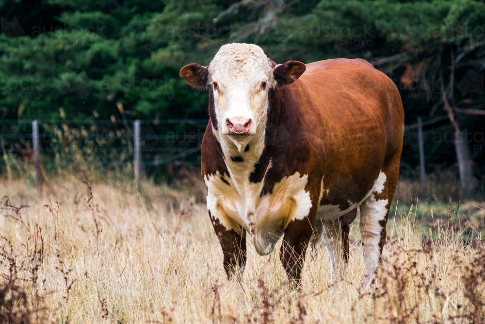 beautiful stud hereford standing in his paddock on a farm - Australian Stock Image