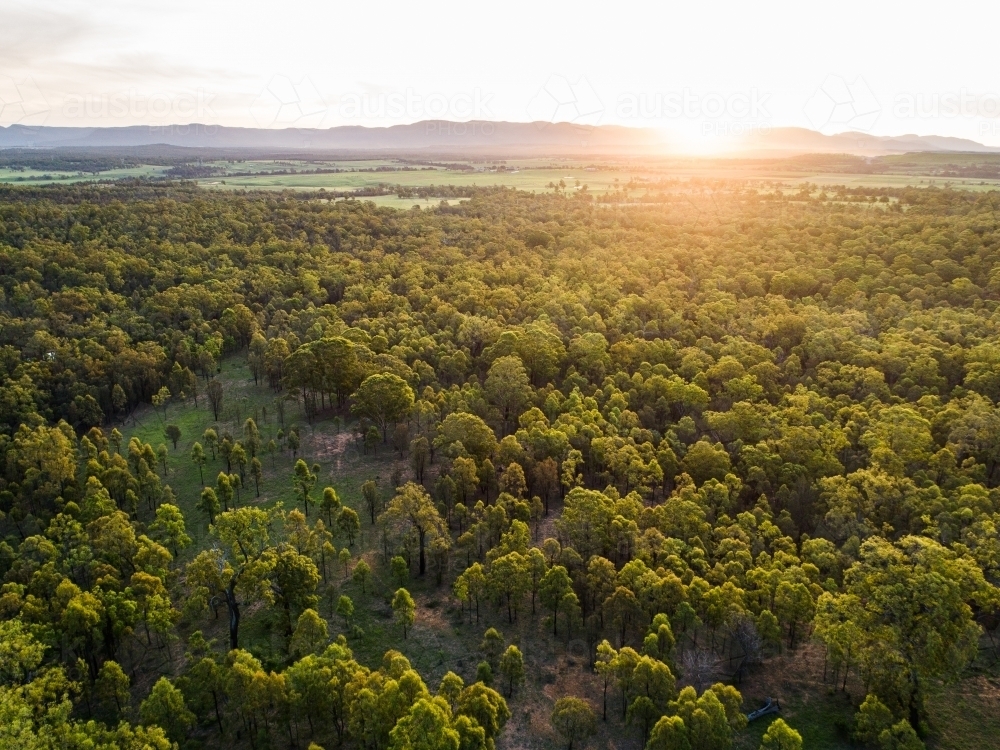 Beautiful sunset light over landscape of trees and farm land in Hunter Valley - Australian Stock Image