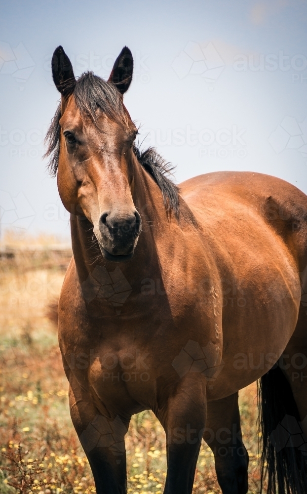 Beautiful thoroughbred horse standing in the landscape - Australian Stock Image