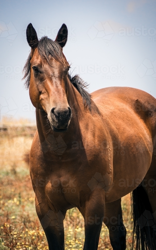 Beautiful thoroughbred horse standing in the landscape - Australian Stock Image