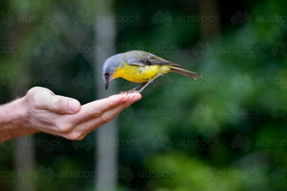 Beautiful, tiny Eastern Yellow Robin sitting on man's finger tips with blurred forest in background - Australian Stock Image