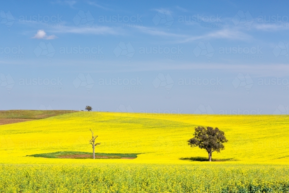 Beautiful undulating canola fields flowering in the spring sunshine with blue sky - Australian Stock Image