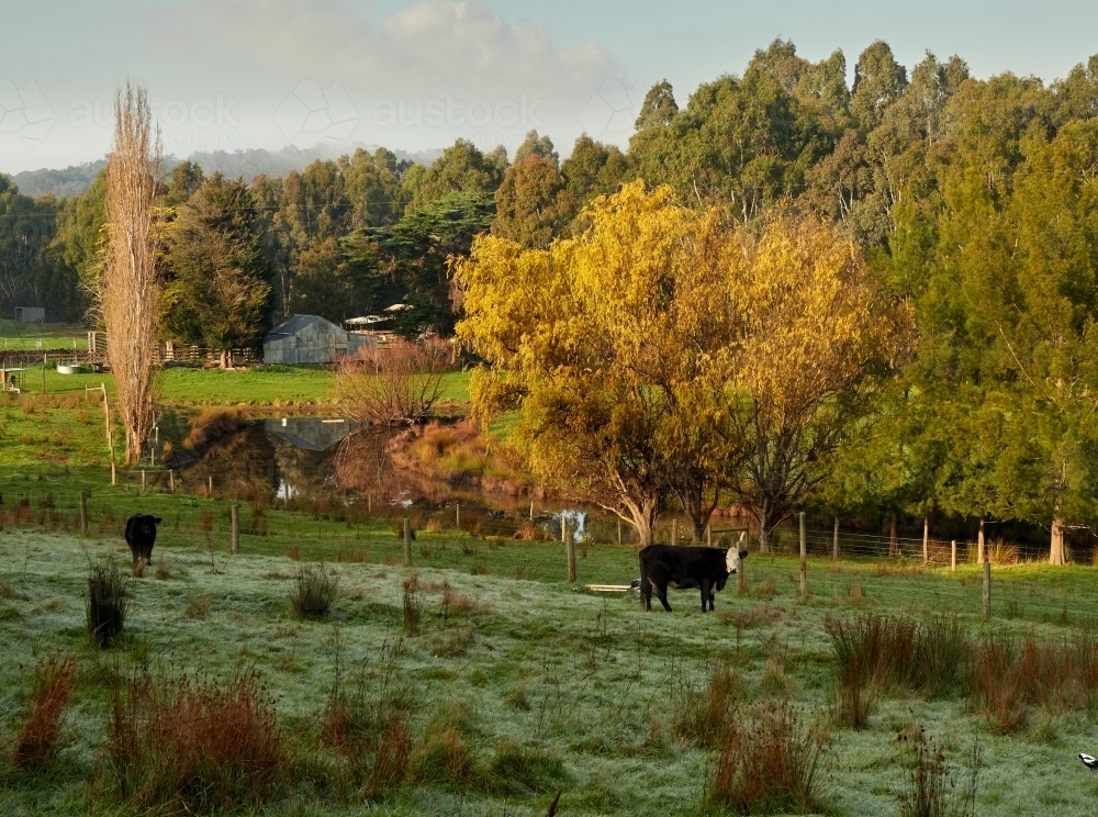 Beautiful Victoria Farm in Autumn - Australian Stock Image